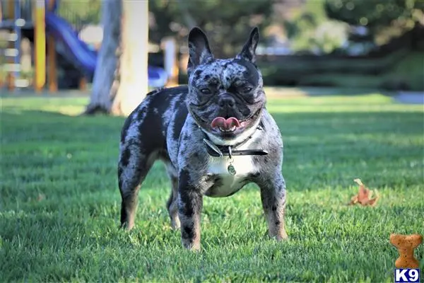 French Bulldog stud dog